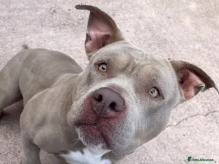 American Bully dogs 2 year old pocket bull girl - Advert 2