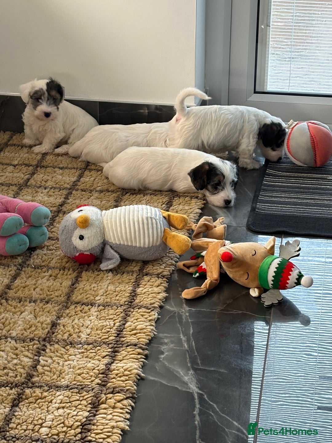 Sealyham Terrier dogs for sale: Stunning Sealyham Terriers  - Advert 11