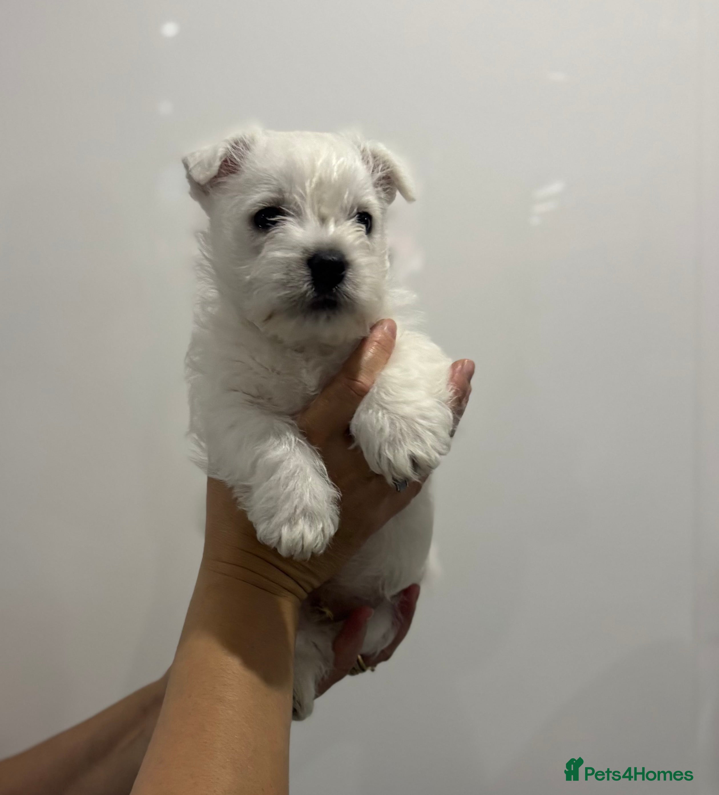 West Highland Terrier dogs West highland white terrier puppies  - Advert 2