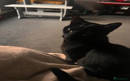 British Shorthair cats for sale: Black cat for sale  - Image 1