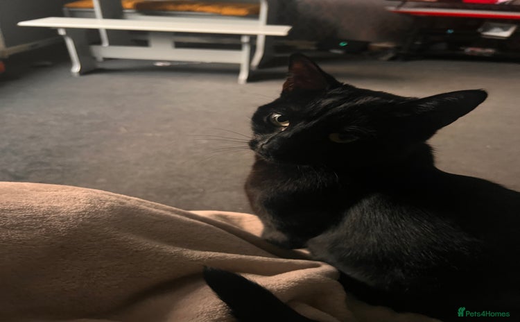 British Shorthair cats - Advert 11