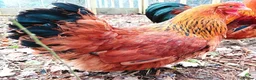 Chickens poultry for sale: POL Chickens stunning Purebreeds for sale in Callington - Advert 21