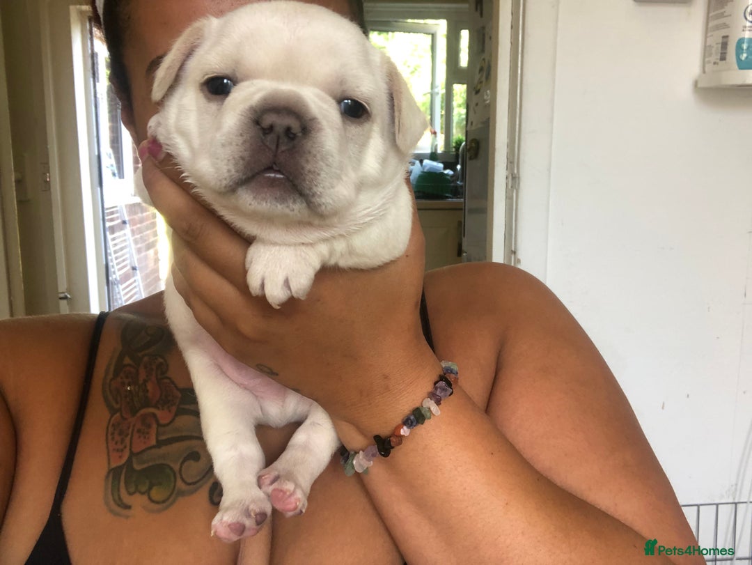 French Bulldog dogs for sale: French bulldog puppies in Manchester - Image 13