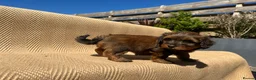 Mixed Breed dogs for sale: Havatoodle Pups - Advert 16