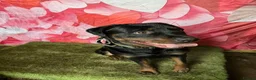 Rottweiler dogs for sale: 2 Year Rottweiler Male Needing Rehomed - Advert 2