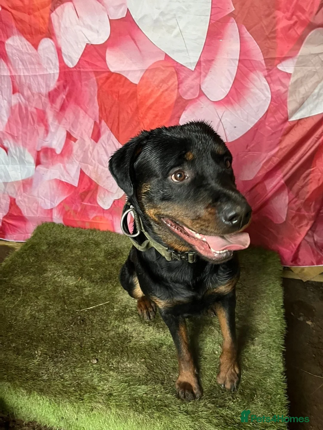 Rottweiler dogs for sale: 2 Year Rottweiler Male Needing Rehomed - Advert 2