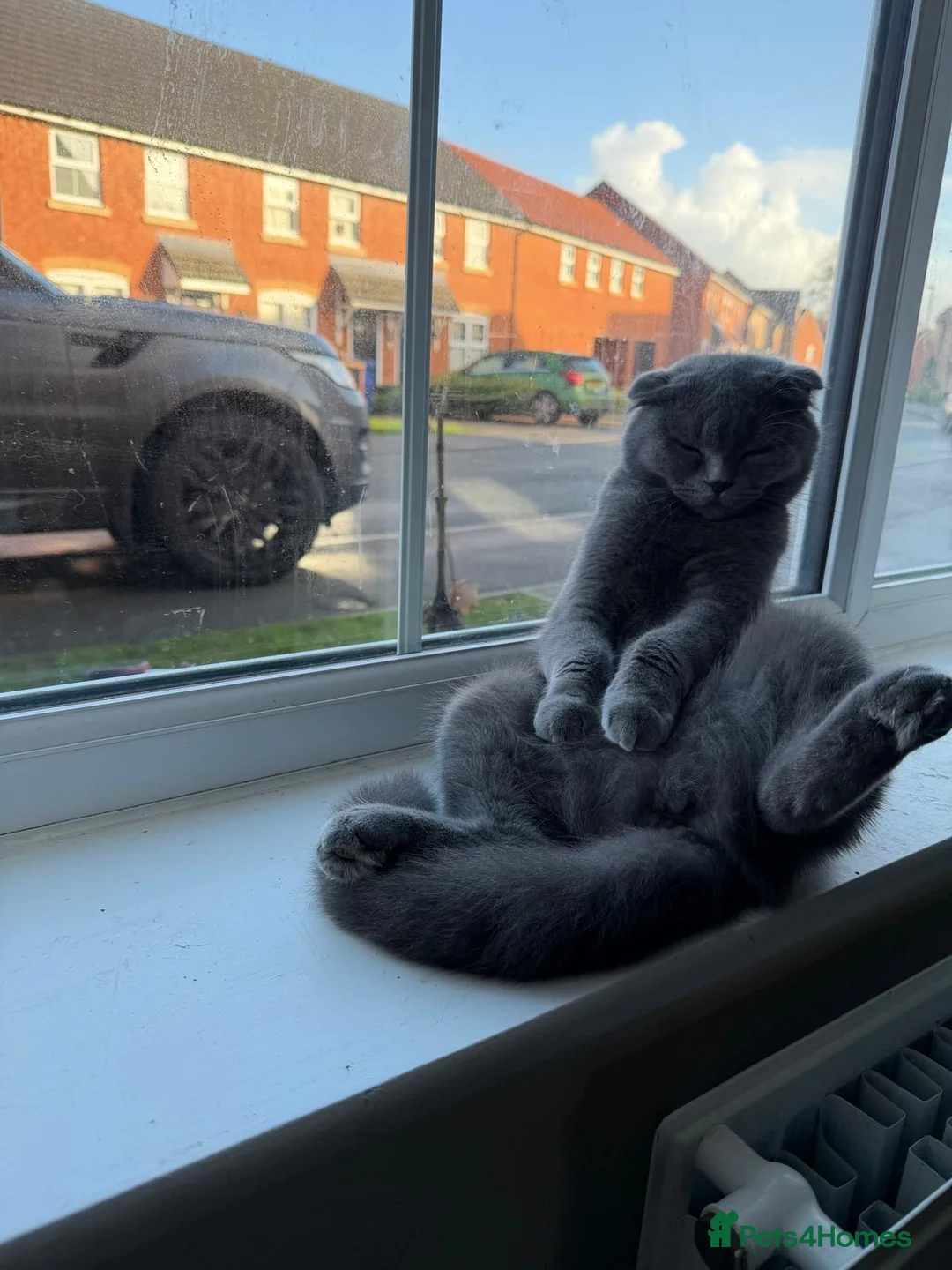 Scottish Fold cats for sale: female scottish fold  - Advert 13