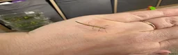 Stick Insects invertebrates for sale: Indian stick insects  in Rugeley - Advert 1