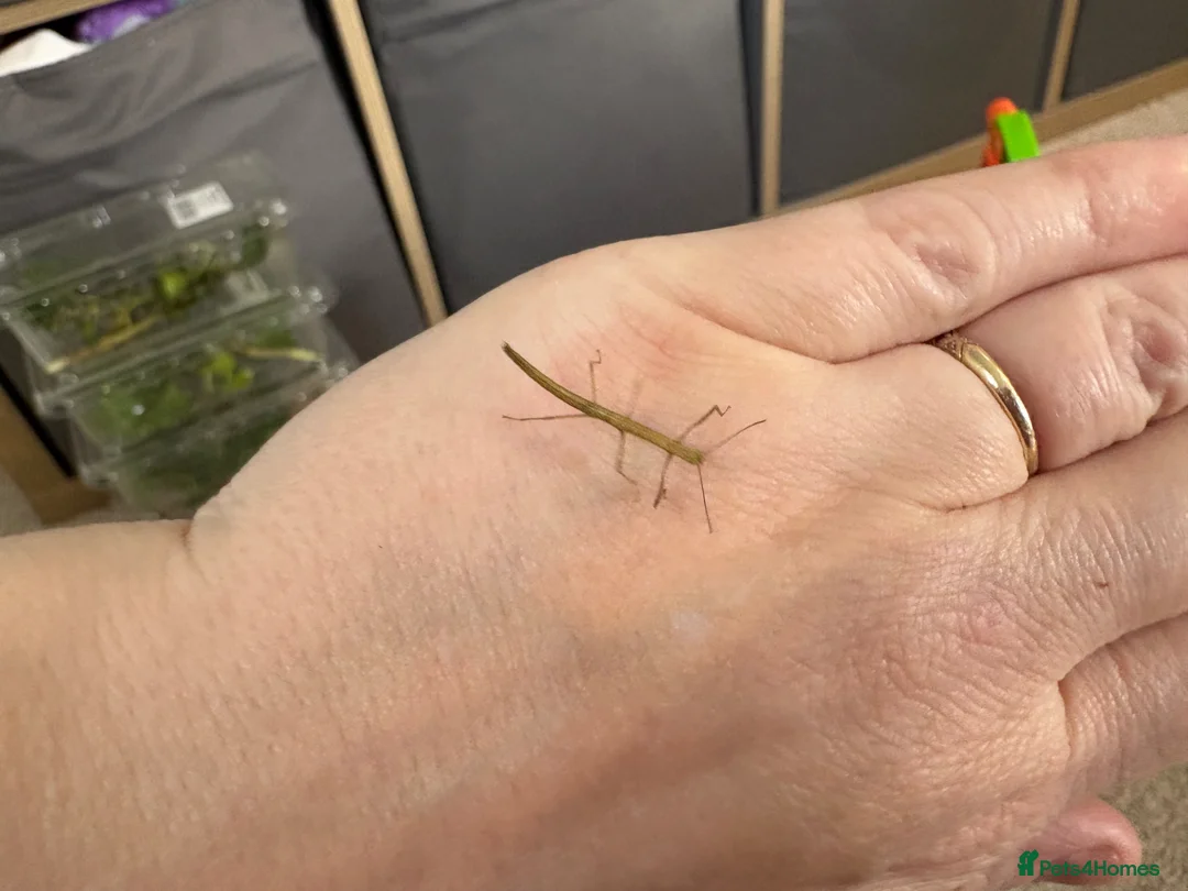 Stick Insects invertebrates for sale: Indian stick insects  in Rugeley - Advert 1