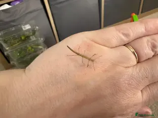 Stick Insects invertebrates Indian stick insects - Advert 1