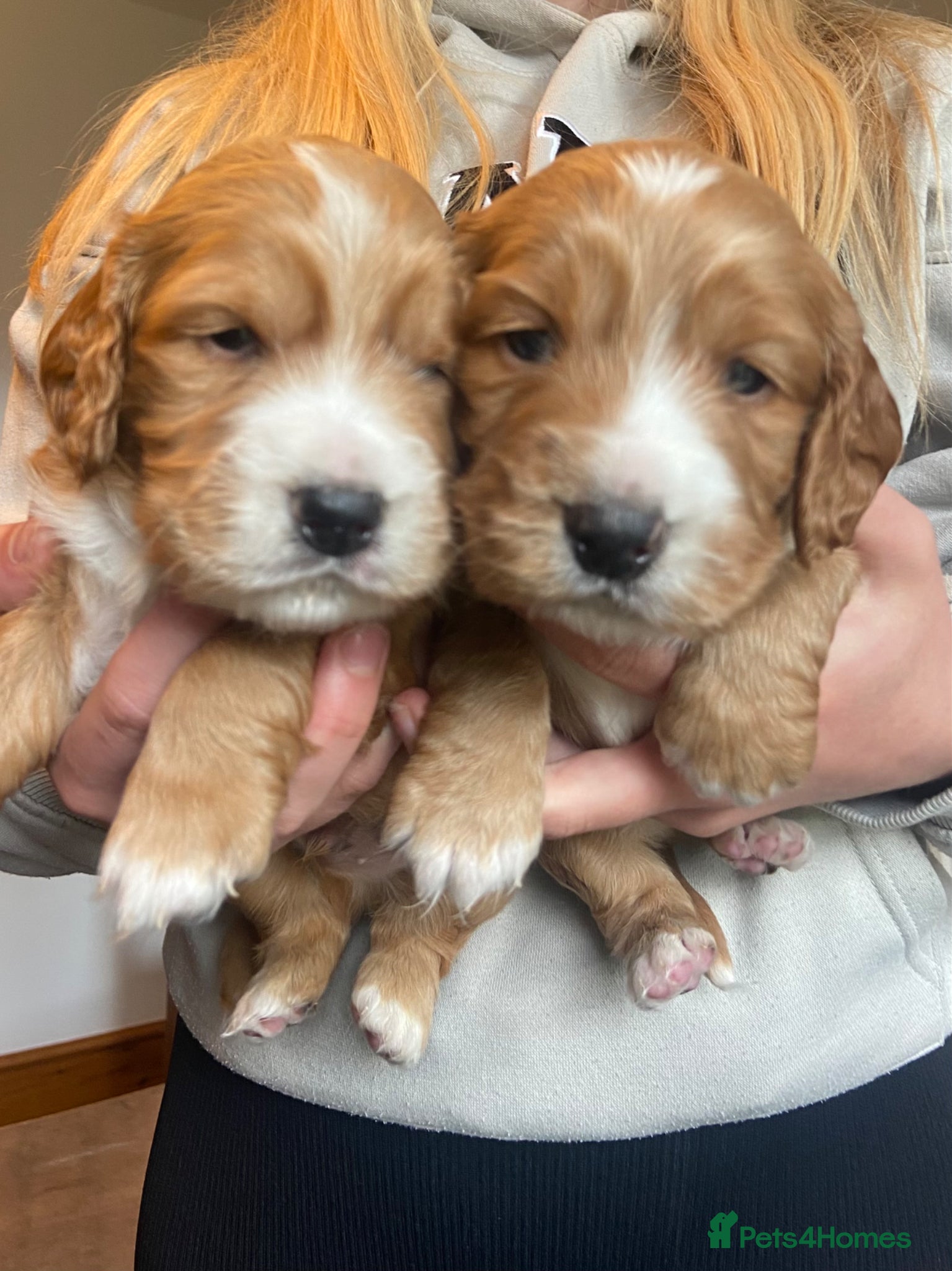 Cocker Spaniel dogs Beautiful Cockerspaniel Puppies For Sale - Advert 3