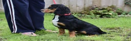 Cocker Spaniel dogs for sale: 5 Months Old Male Working Cocker KC Reg - Advert 6