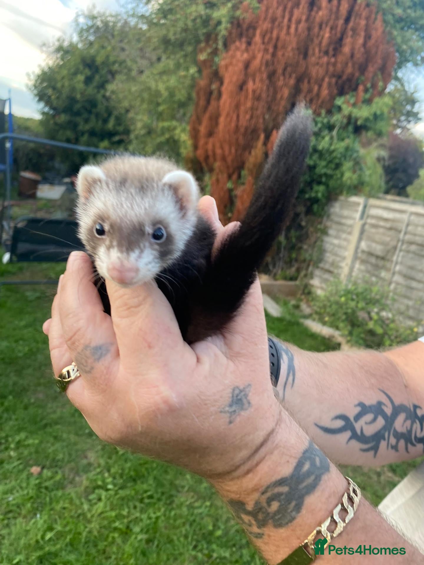 Ferret rodents Friendly ferrets for sale - Advert 22