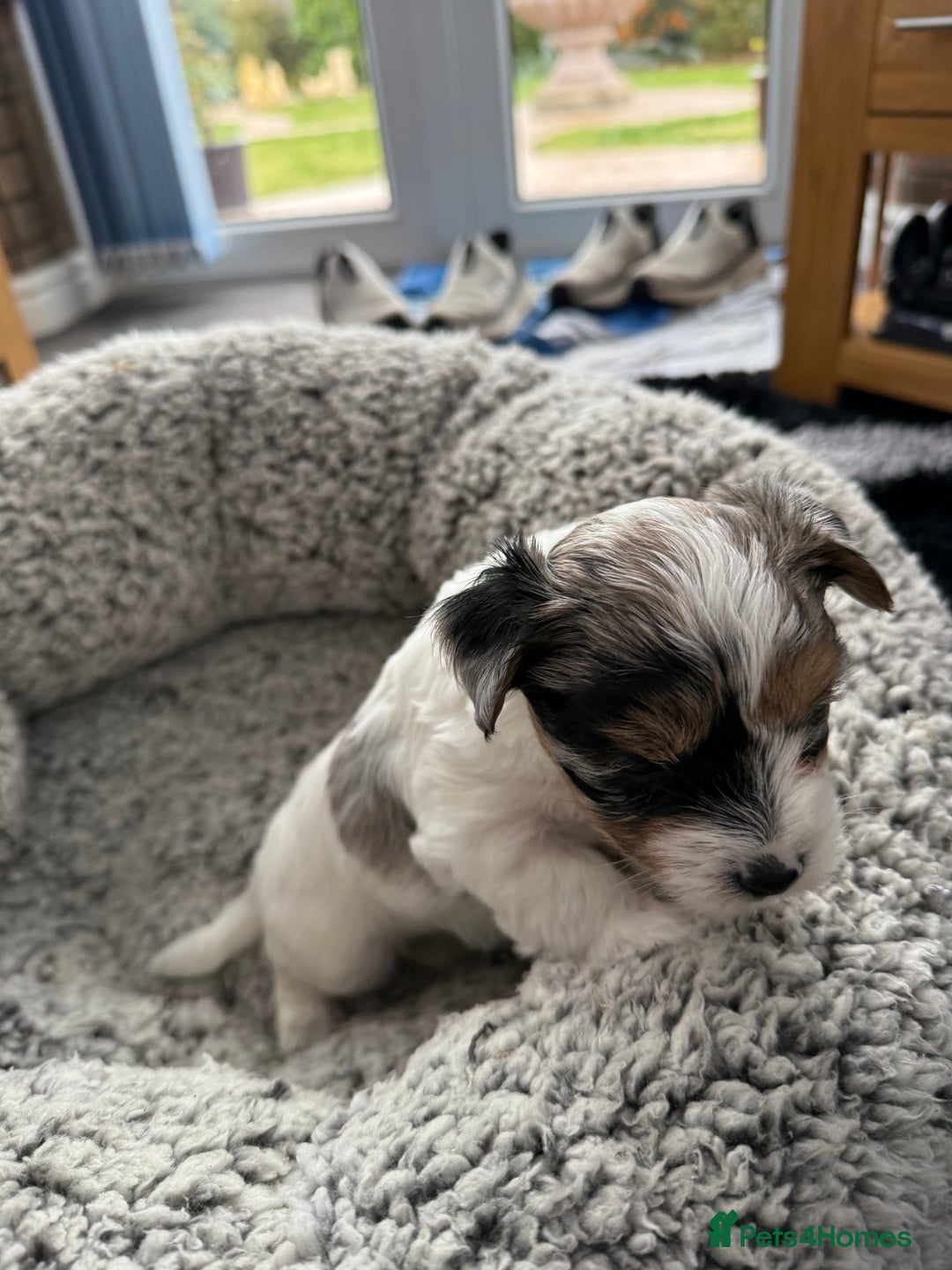 Biewer Terrier dogs for sale: Beautiful Biewer puppies  - Image 4