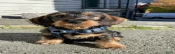 Dachshund dogs for sale: KC STANDARD WIREHAIRED - Advert 2
