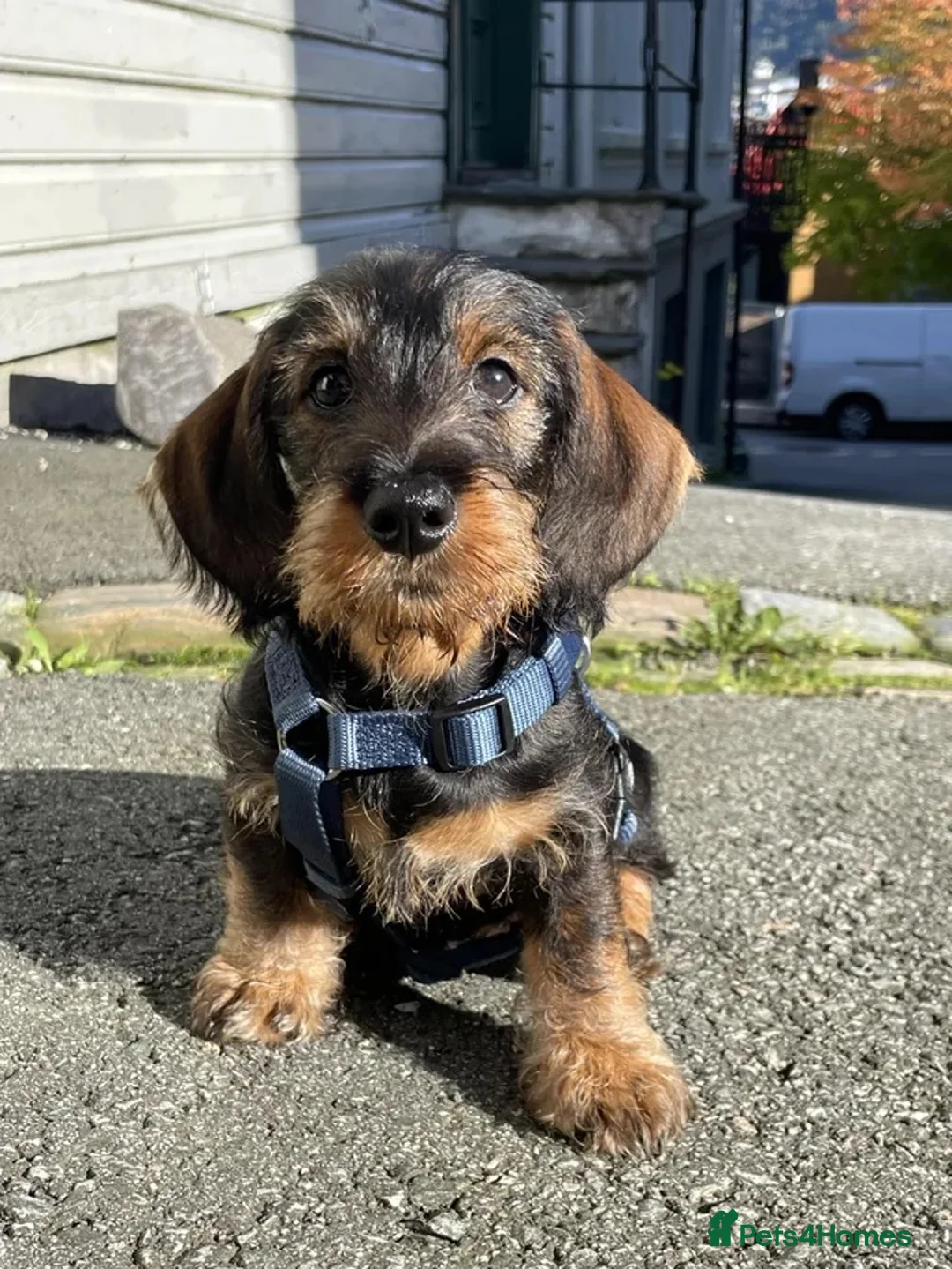 Dachshund dogs for sale: KC STANDARD WIREHAIRED - Advert 2