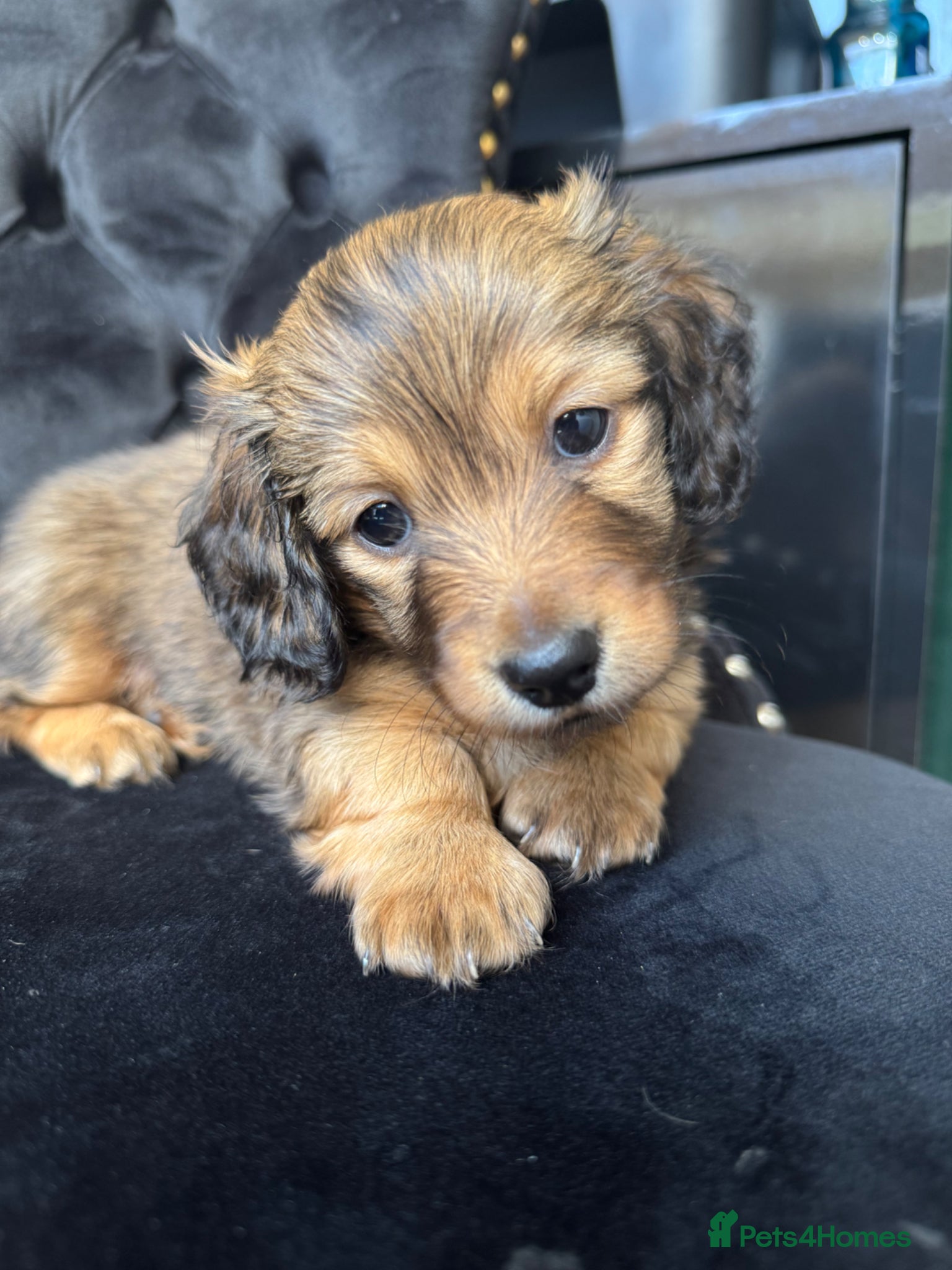 Miniature Dachshund dogs Price adjusted Stunning Miniature Dachshund Pups - Advert 1