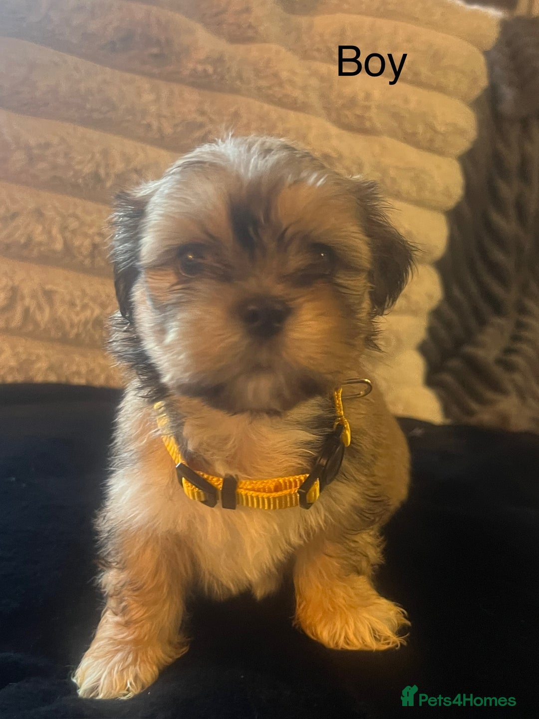 Lhasa Apso dogs for sale: KC Registered Lhasa Apso Puppies For Sale - Advert 6