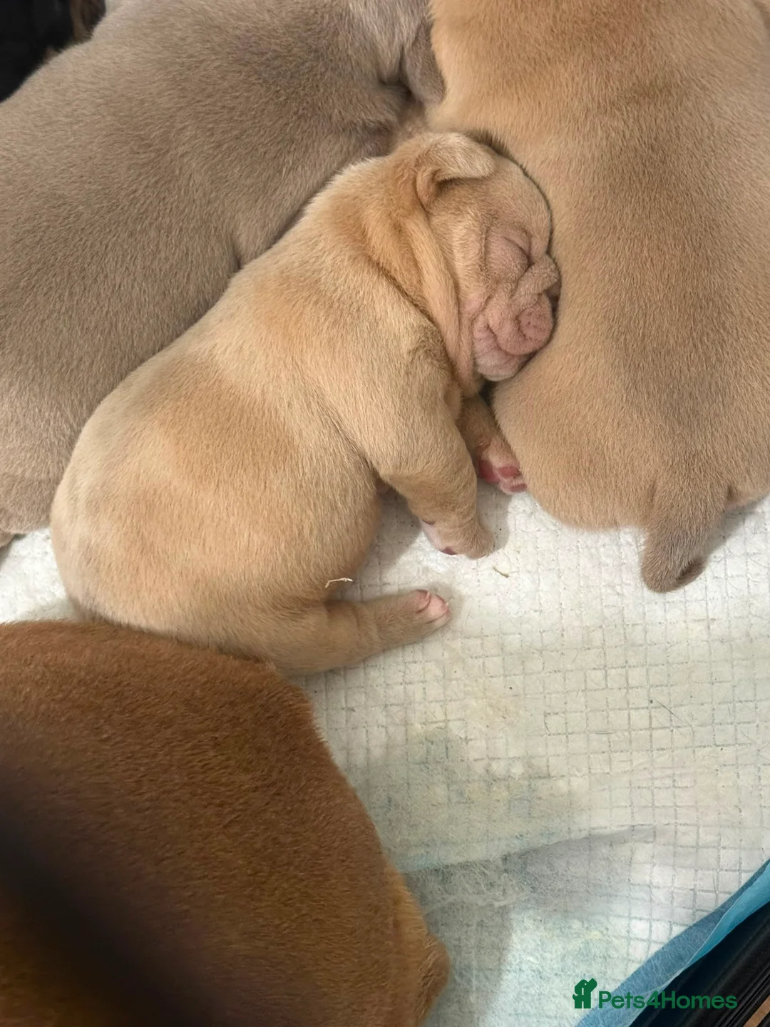 Mixed Breed dogs for sale: Old English bulldog x french bulldog  - Advert 10