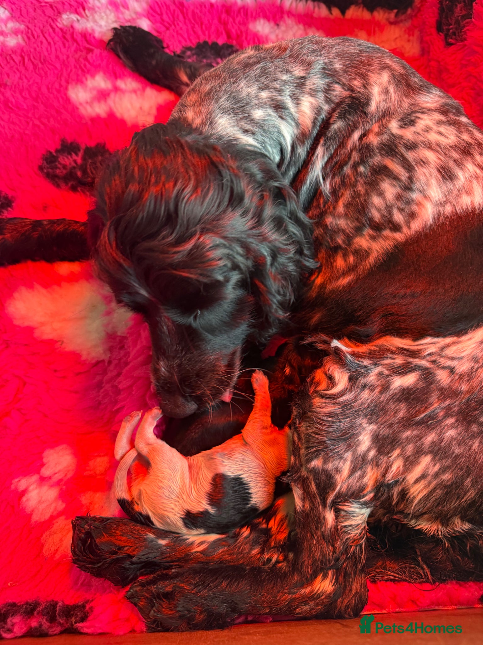 Cocker Spaniel dogs for sale: 5 Gorgeous Chunky Show Type Cocker Spaniels  - Advert 24