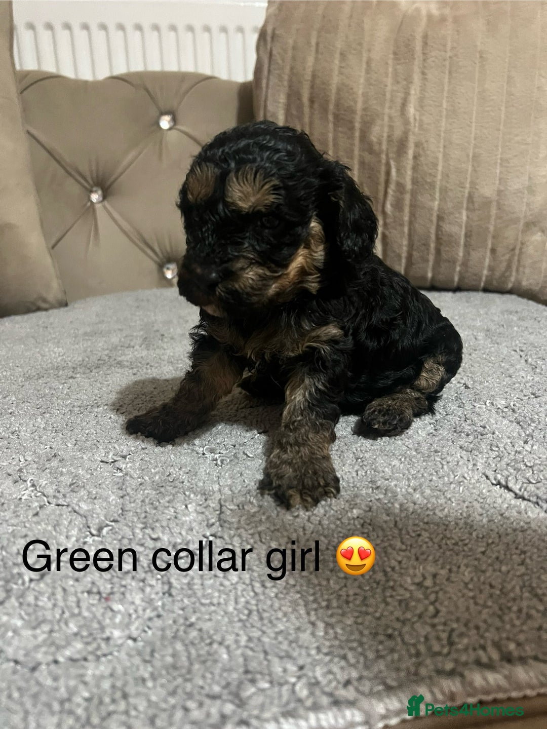 Cavapoo dogs for sale: Cavapoos ready 22nd January  - Advert 1