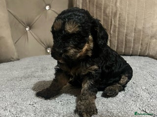 Cavapoo dogs Cavapoos ready 22nd January - Advert 6