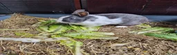 Mini Lop rabbits for sale: Mini lop - Advert 3