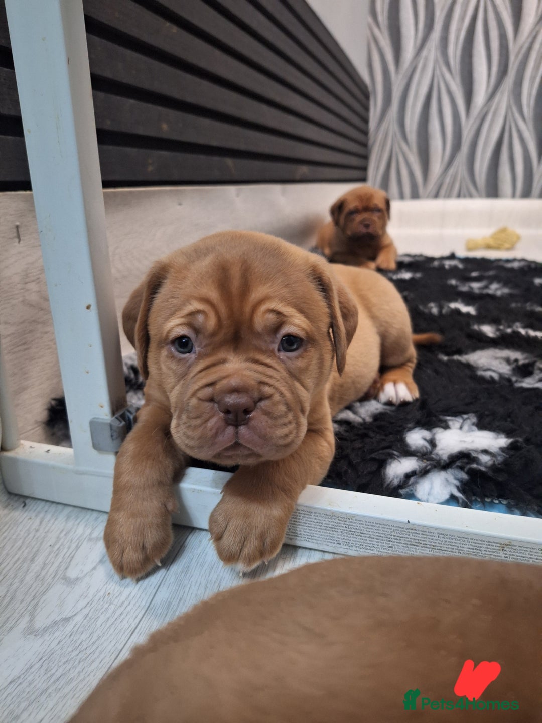 Dogue De Bordeaux dogs for sale: READY TO LEAVE! Stunning Dogue De Bordeaux Puppies - Advert 13