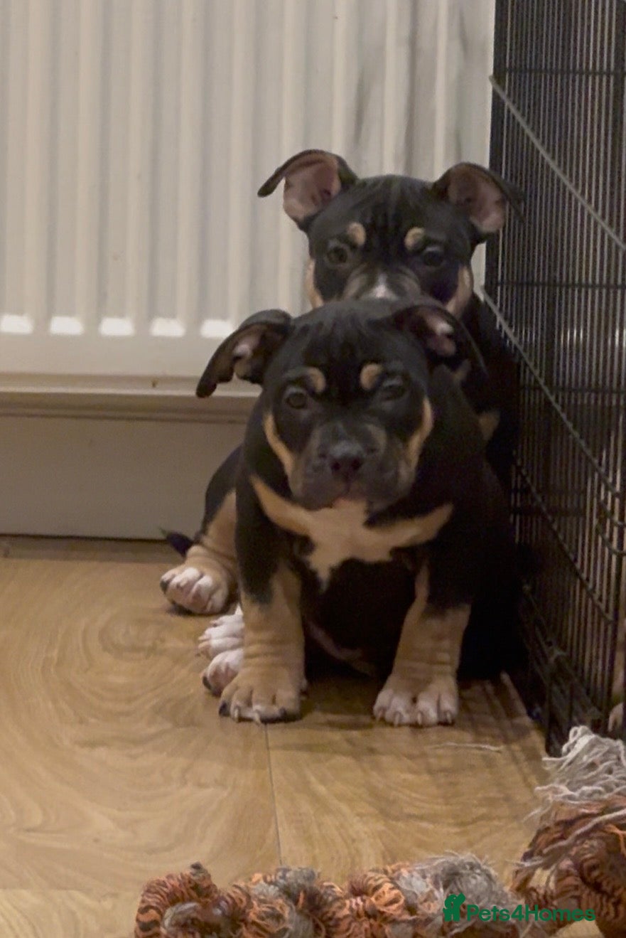 American Bully dogs 1 ABKC Pocket Bully puppy remaining - Advert 1