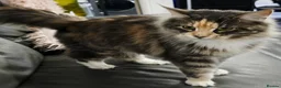 Maine Coon cats for sale: Beautiful friendly girl - Advert 9