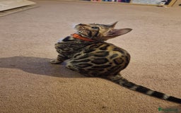 Bengal cats for sale:  🌟 Stunning Bengal Kittens  🌟 🥰🥰 - Image 8