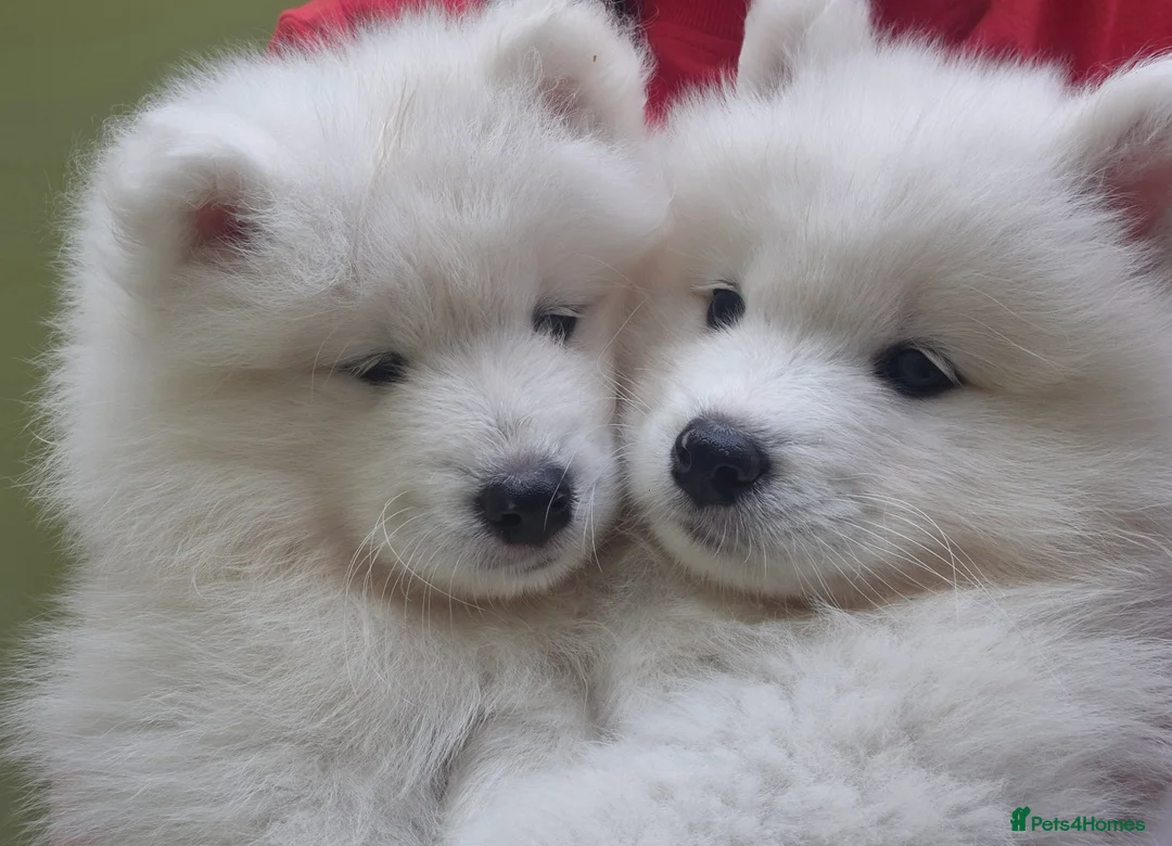 Samoyed dogs for sale: Samoyed Puppies, KC Registered & Health Screened in Barnsley - Advert 1