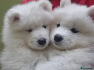 Samoyed dogs Samoyed Puppies, KC Registered & Health Screened - Advert 4