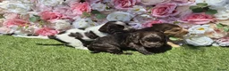 Cocker Spaniel dogs for sale: KC registered show type cocker spaniels  - Advert 6