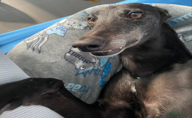 Greyhound dogs - Advert 1