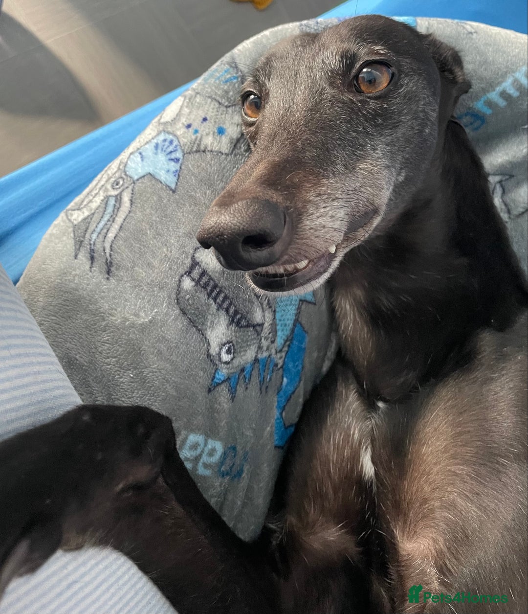 Greyhound dogs for sale: Ex racing greyhound - Image 1