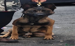 Belgian Shepherd Dog dogs for sale: Nice strong boy zelda lorockmor end big bren - Image 1