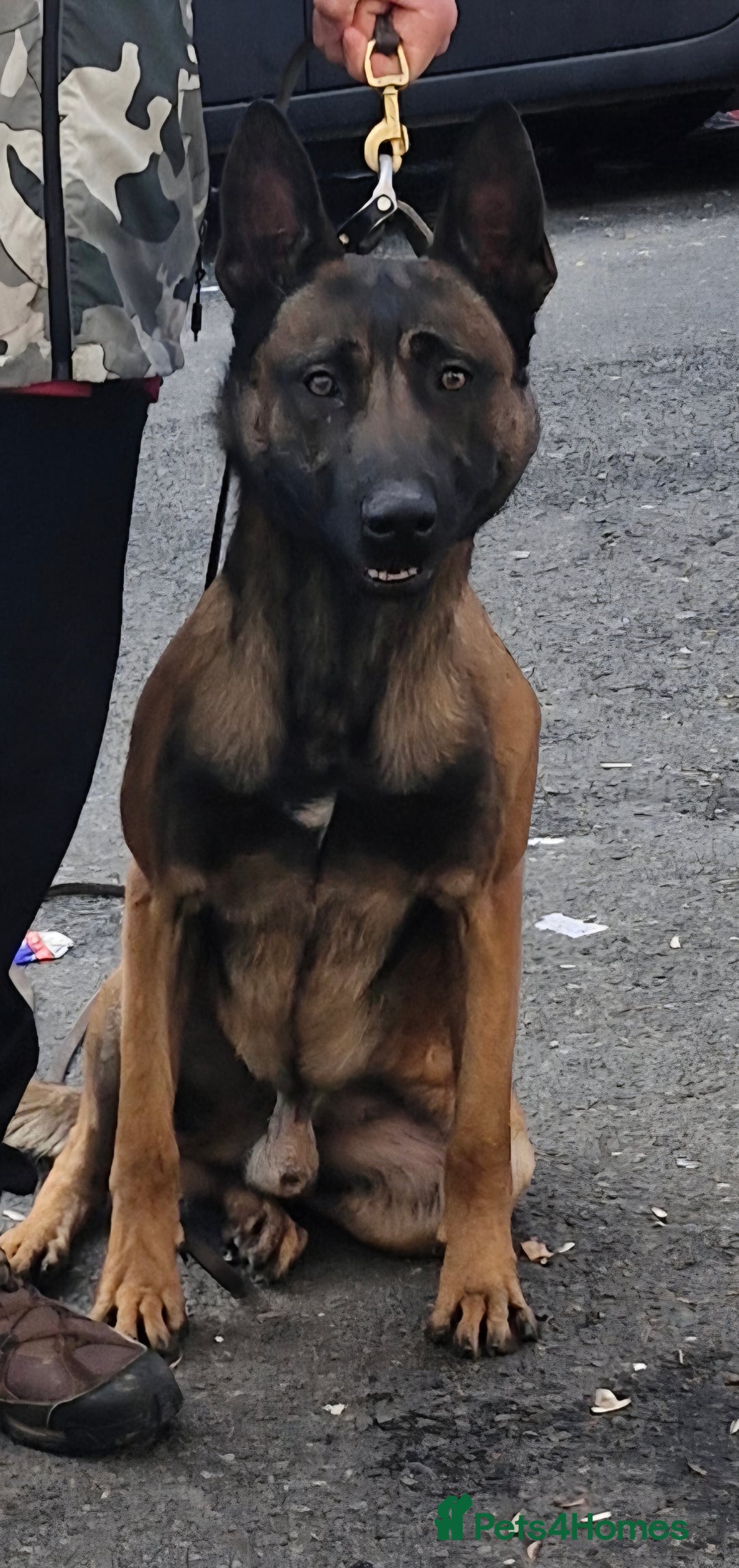 Belgian Shepherd Dog dogs for sale: Nice strong boy zelda lorockmor end big bren - Image 1