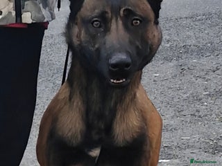 Belgian Shepherd Dog dogs - Advert 4