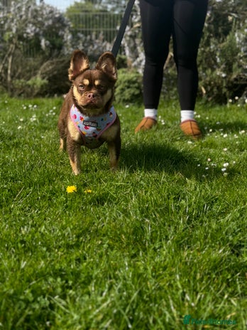 French Bulldog dogs in Lowestoft - Advert 7