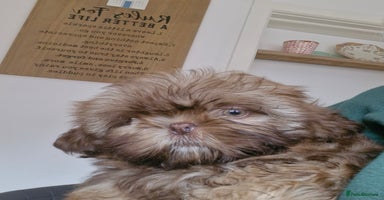 Shih Tzu dogs - Advert 2
