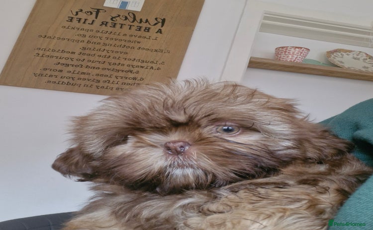 Shih Tzu dogs - Advert 2