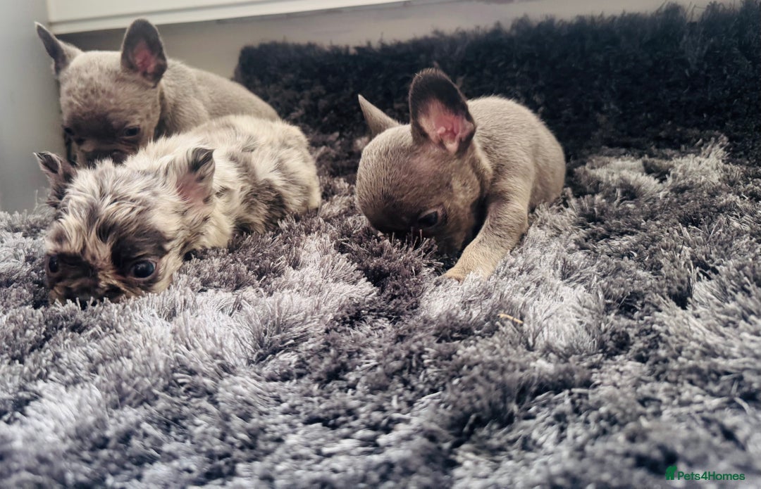 French Bulldog dogs for sale: French bulldogs - Image 9