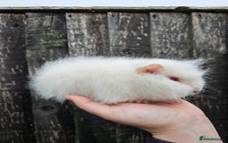 Guinea Pig rodents for sale: 3 baby swiss boars - Image 6