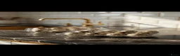 Quail poultry for sale: 12 fertile Jumbo coturnix Quail Hatching Eggs  in Worcester Park - Advert 6
