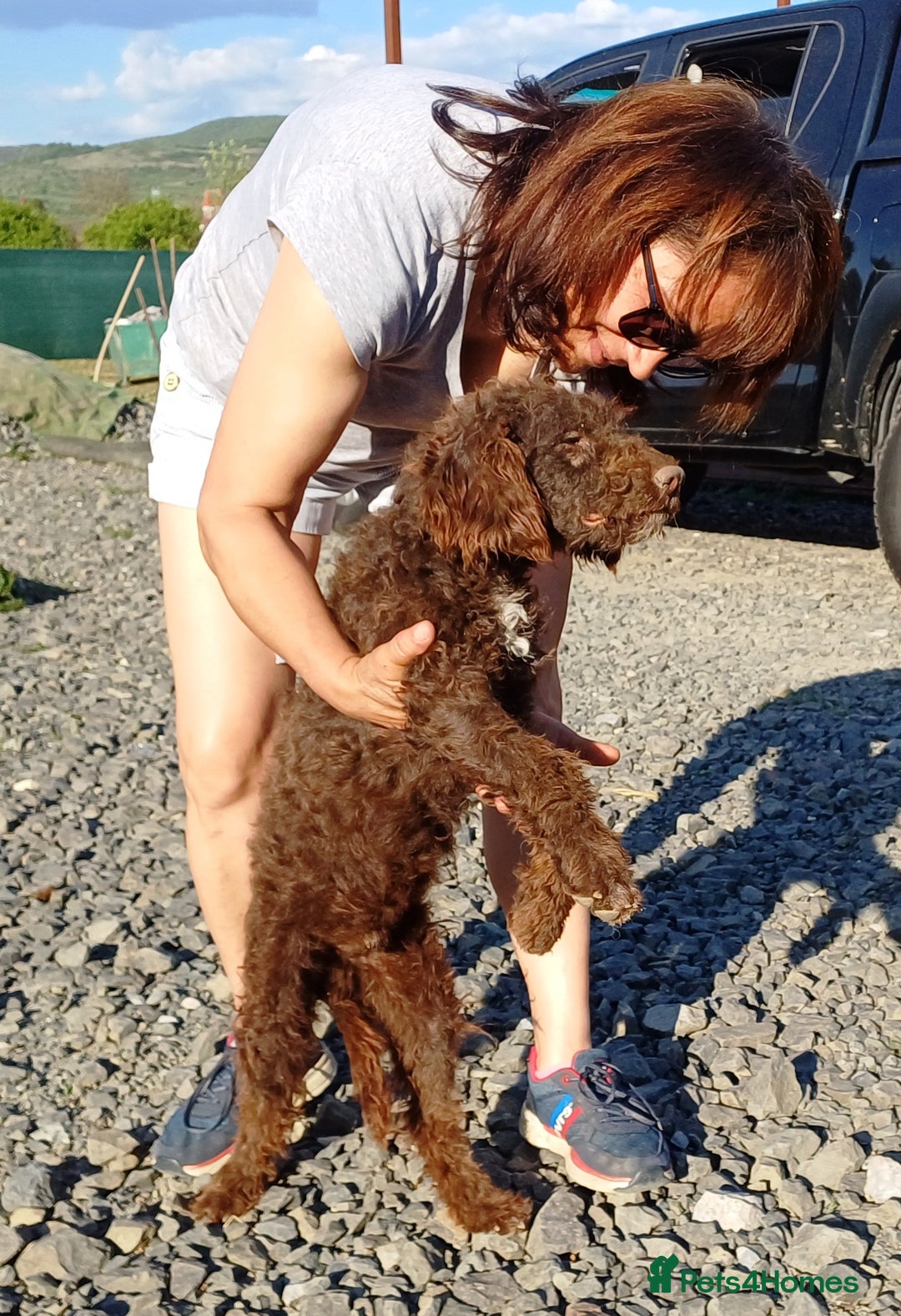 Lagotto Romagnolo dogs for adoption: DOMINO, a superb Lagotto Boy - for a Loving Home in Nottingham - Image 4