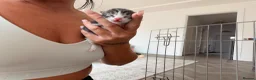 Mixed Breed cats for sale: Kittens for sale  - Advert 8