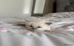 Ragdoll cats for sale: Purebred bluepoint ragdolls - Image 13