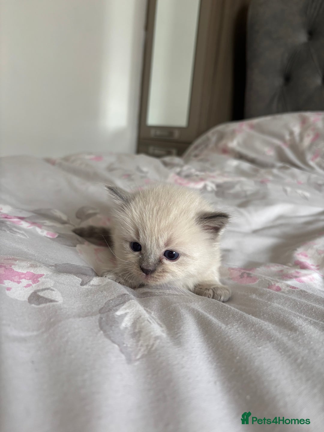 Ragdoll cats for sale: Purebred bluepoint ragdolls - Image 13