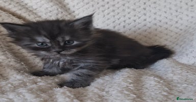 Maine Coon cats Pedigree Smoke Russian Line Mainecoons - Advert 11